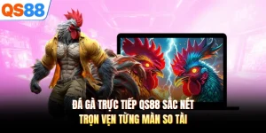 Đá Gà Trực Tiếp QS88 Sắc Nét, Trọn Vẹn Từng Màn So Tài
